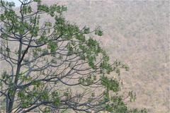 Gyrocarpus americanus